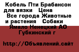 Кобель Пти Брабансон для вязки › Цена ­ 30 000 - Все города Животные и растения » Собаки   . Ямало-Ненецкий АО,Губкинский г.